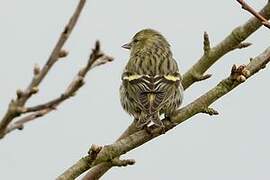 Eurasian Siskin