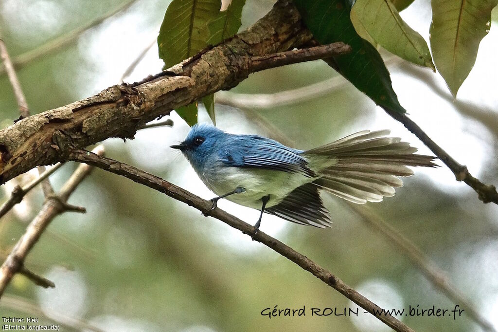 African Blue Flycatcher