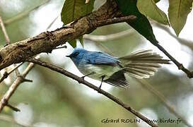 African Blue Flycatcher