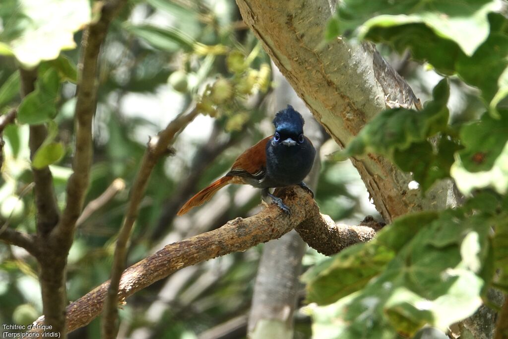 African Paradise Flycatcher