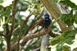 African Paradise Flycatcher