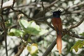 African Paradise Flycatcher