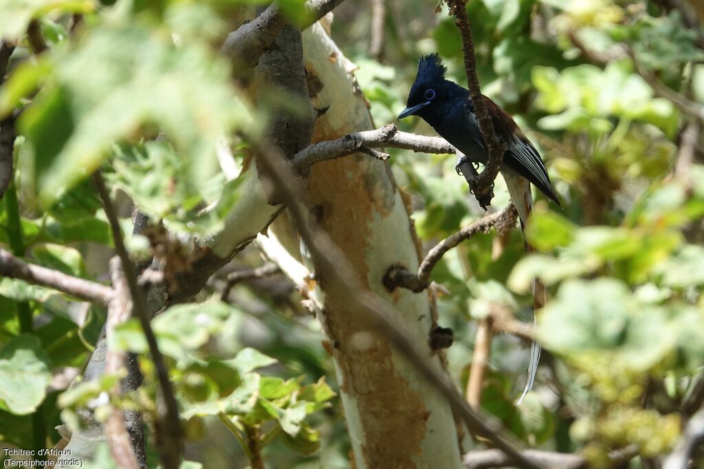 African Paradise Flycatcher male