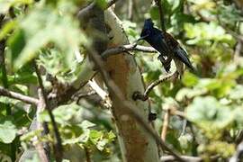 African Paradise Flycatcher