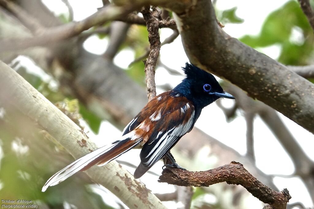 African Paradise Flycatcher