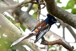 African Paradise Flycatcher