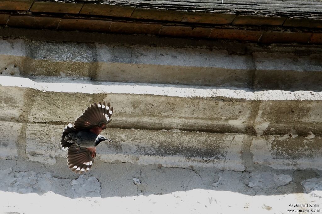 Wallcreeper