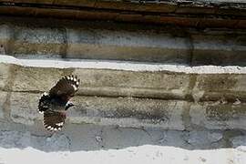 Wallcreeper