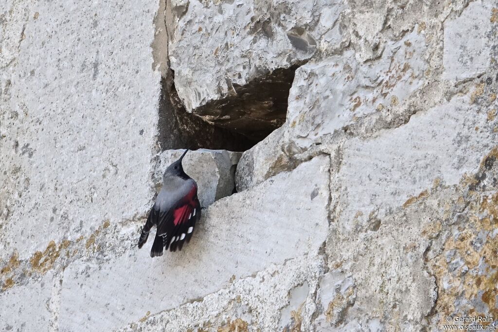 Wallcreeper