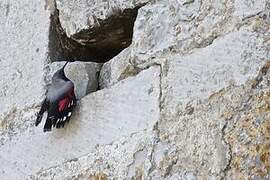 Wallcreeper