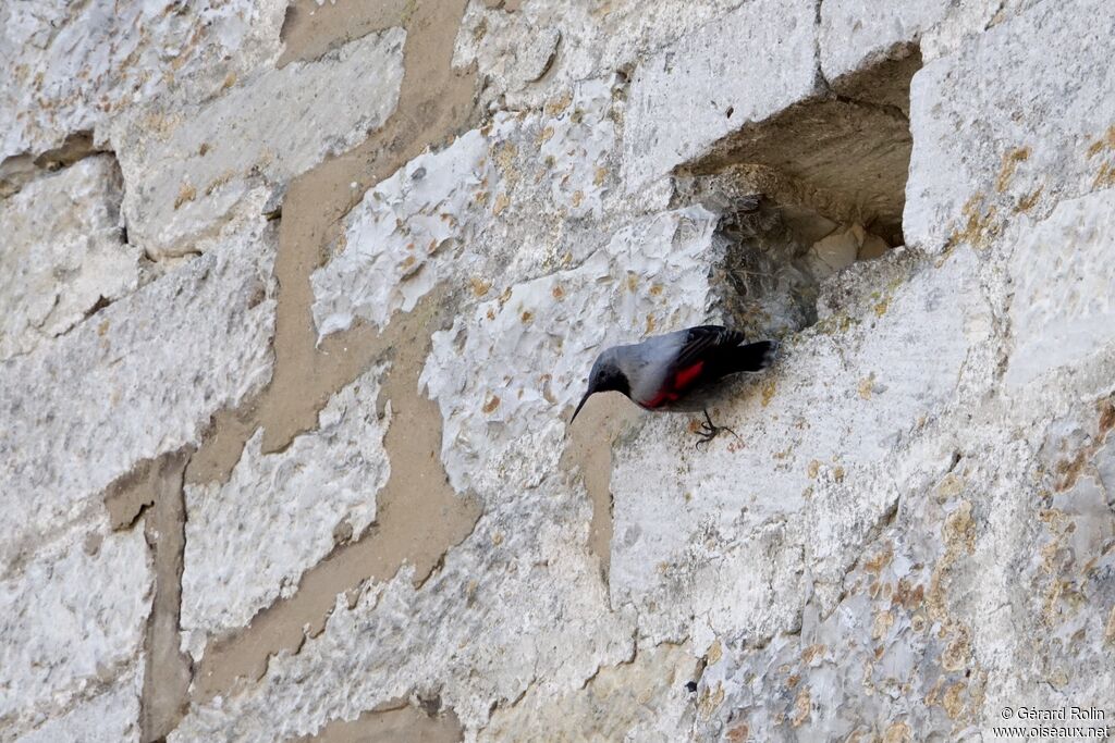 Wallcreeper