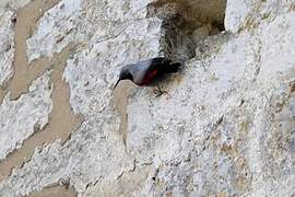 Wallcreeper