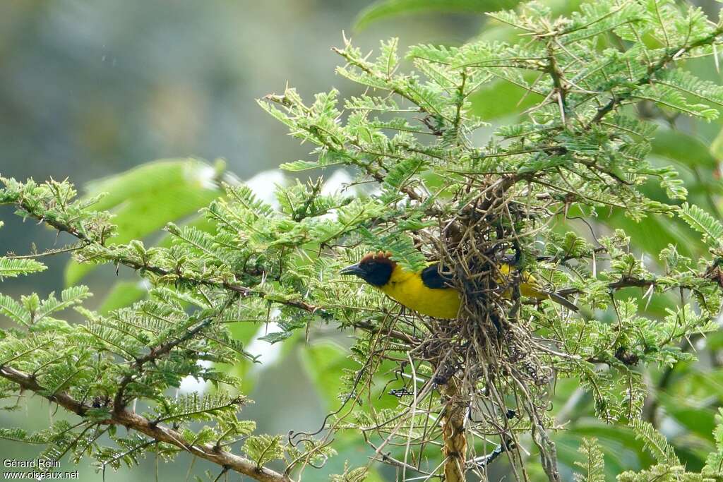 Brown-capped Weaver male adult, habitat, Reproduction-nesting