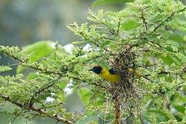 Brown-capped Weaver