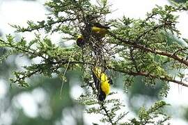 Brown-capped Weaver