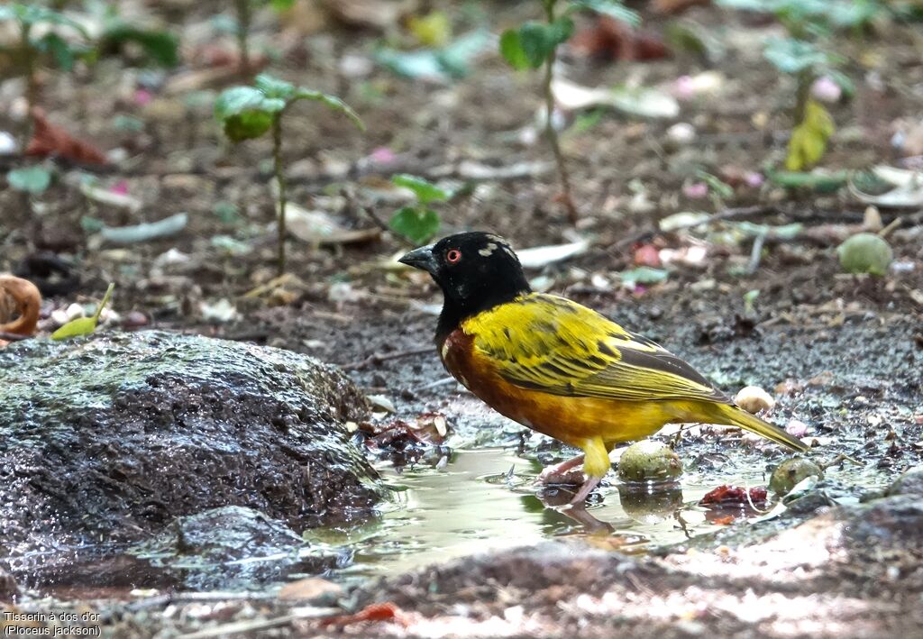 Golden-backed Weaver male