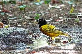 Golden-backed Weaver