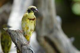 Golden-backed Weaver