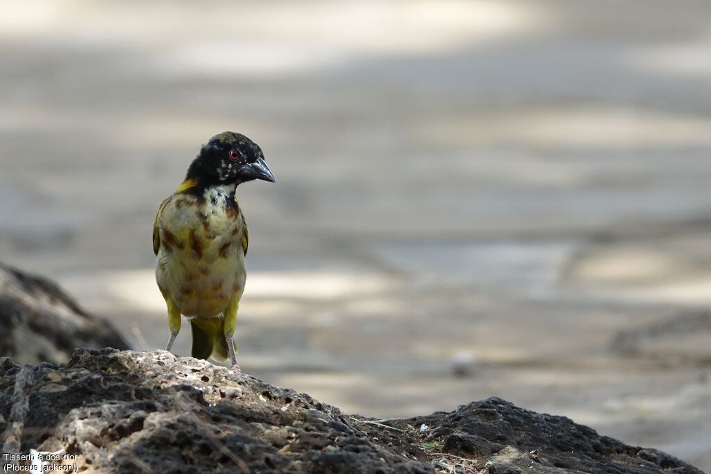 Golden-backed Weaver male, moulting