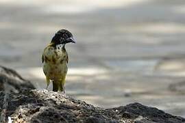 Golden-backed Weaver