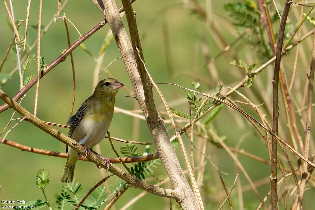 Tisserin à dos d'or femelle adulte, identification