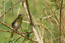 Golden-backed Weaver