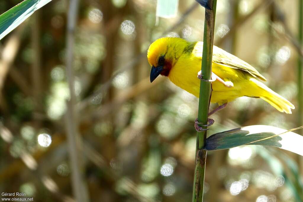 Southern Brown-throated Weaver male adult, identification