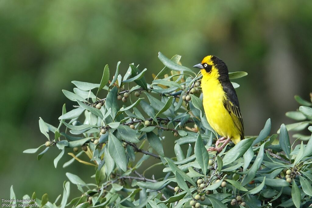 Baglafecht Weaver