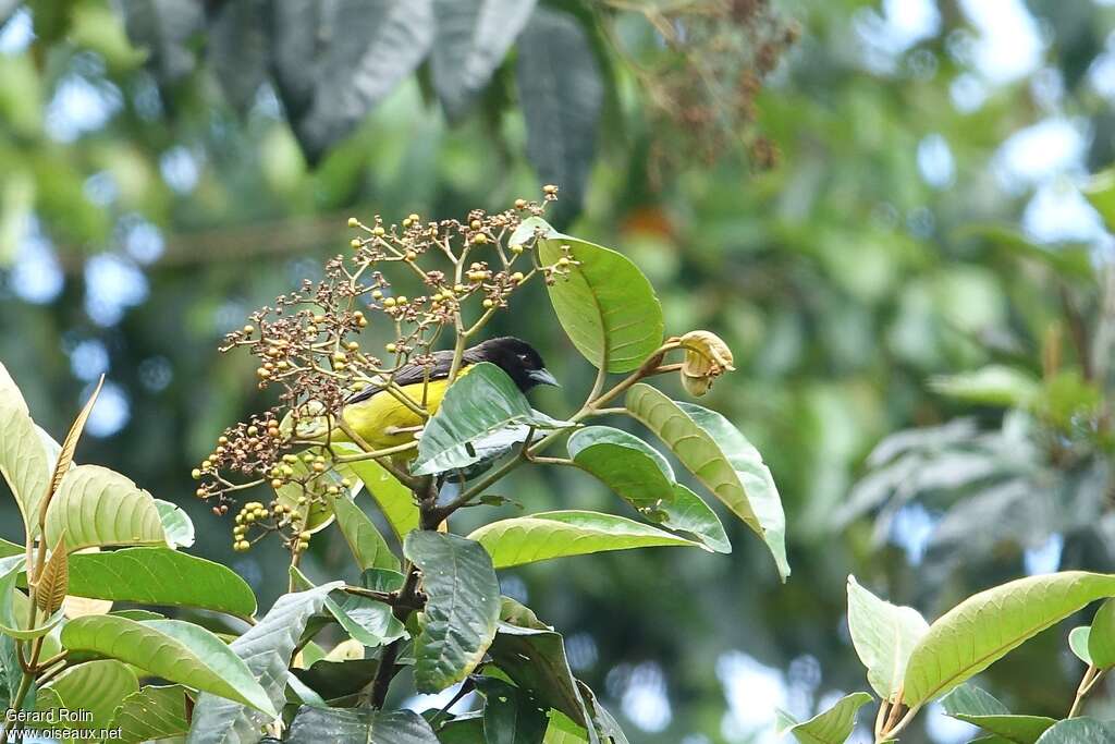 Tisserin bicoloreadulte, habitat, camouflage