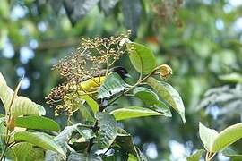 Dark-backed Weaver