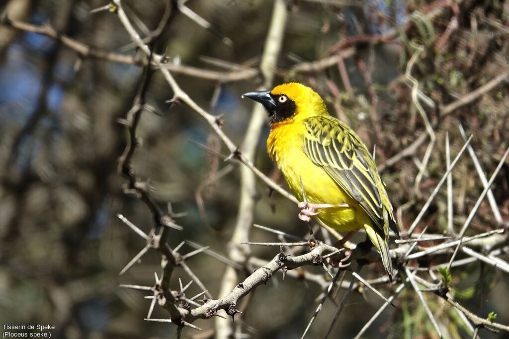 Speke's Weaver