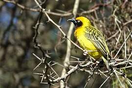 Speke's Weaver