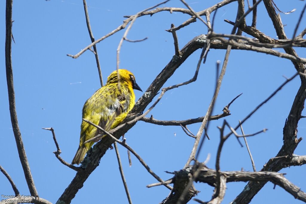 Speke's Weaver