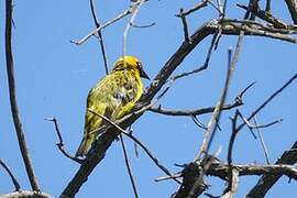 Speke's Weaver