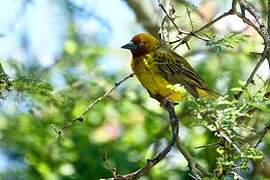 Cape Weaver