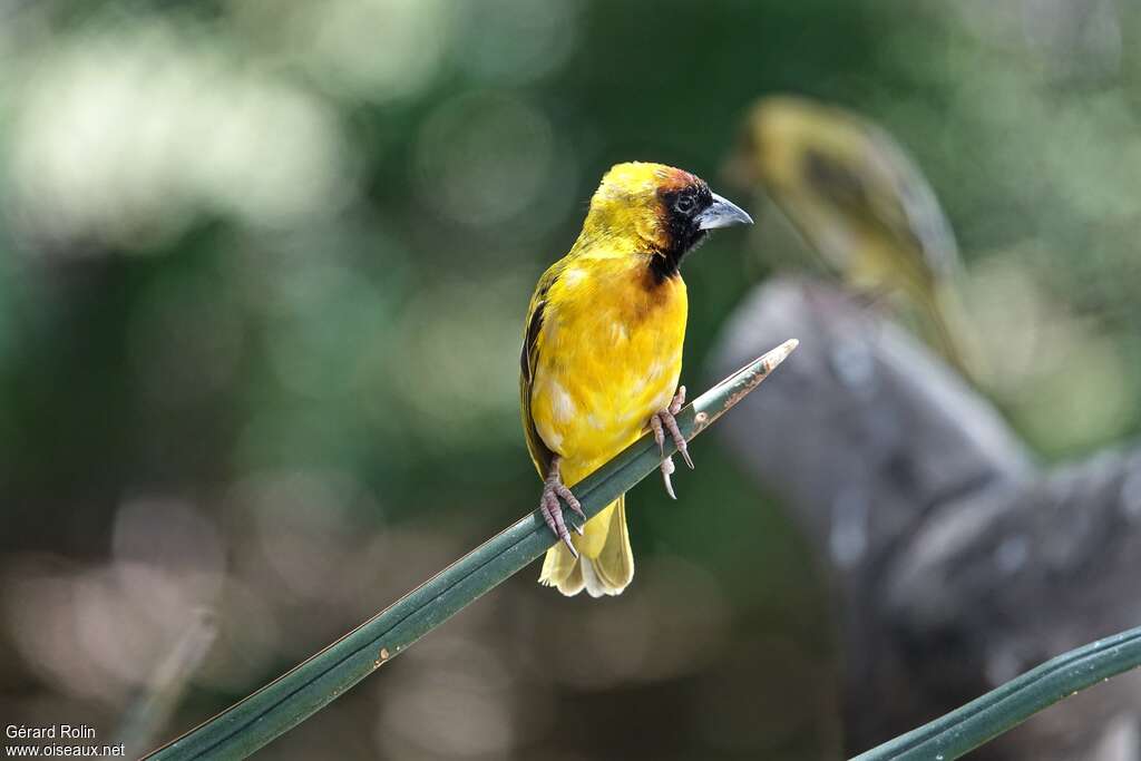 Northern Masked Weaver male adult breeding, pigmentation