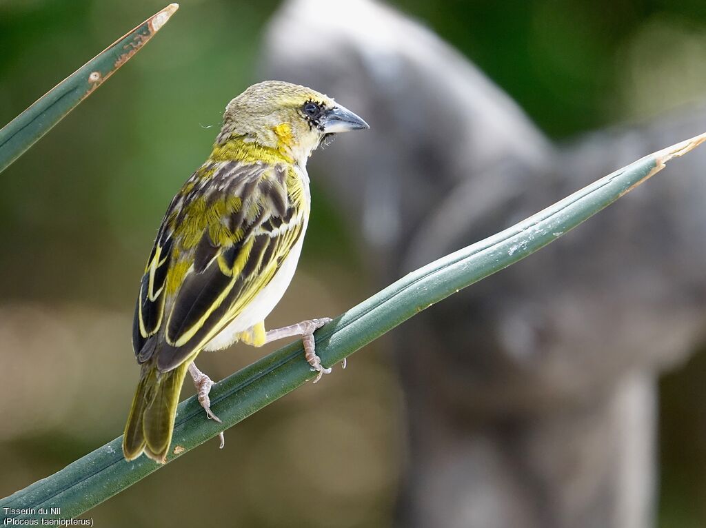 Northern Masked Weaver