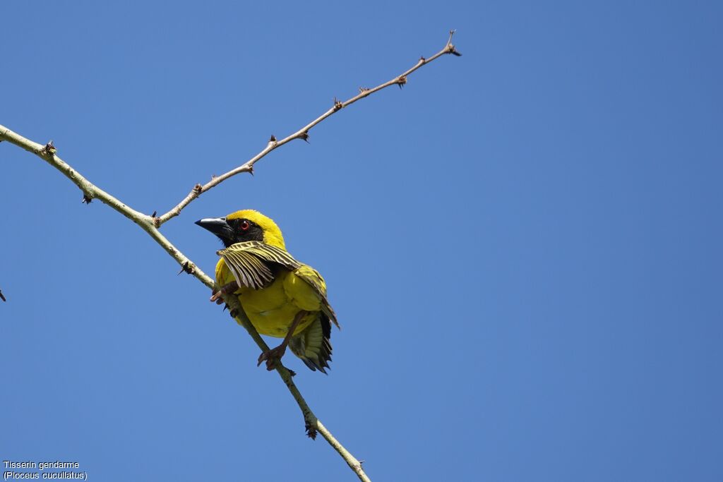 Village Weaver male adult