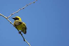 Village Weaver