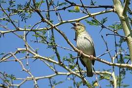 Village Weaver