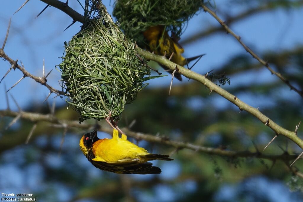 Village Weaver male adult