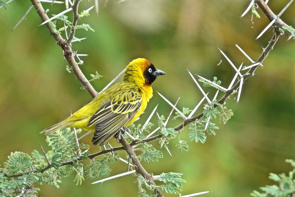 Lesser Masked Weaver