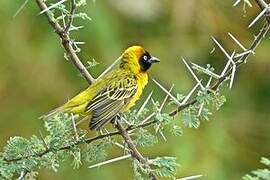 Lesser Masked Weaver