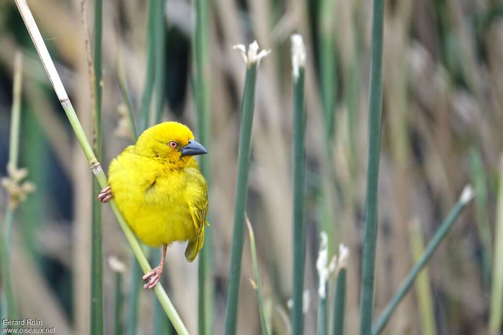 Tisserin jaune mâle immature, identification