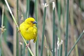 Eastern Golden Weaver