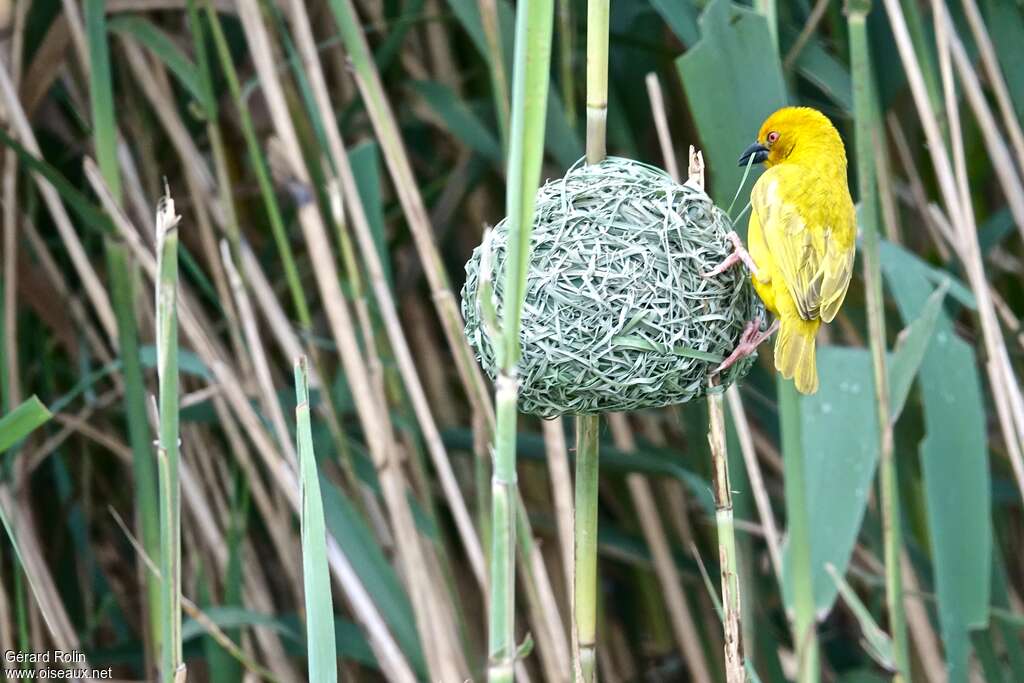 Tisserin jaune mâle adulte, habitat, Nidification