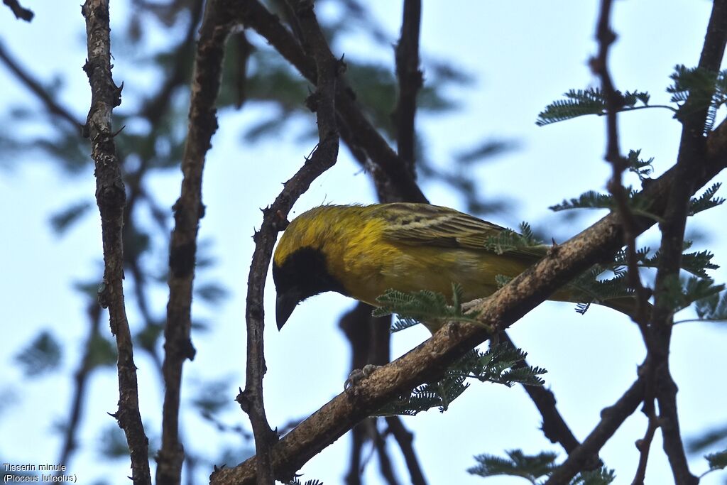 Tisserin minule mâle