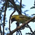 Tisserin minule