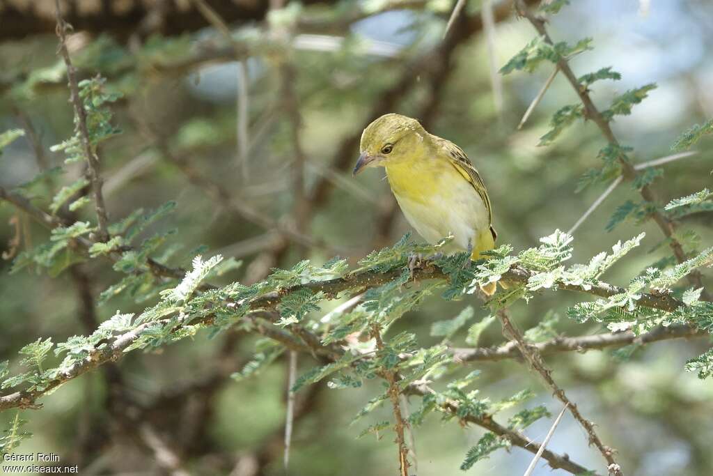 Tisserin minule femelle adulte, habitat, pigmentation