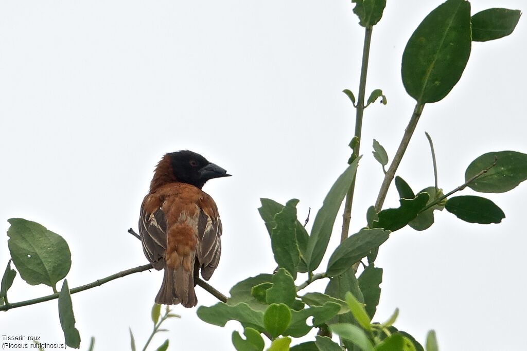 Chestnut Weaver